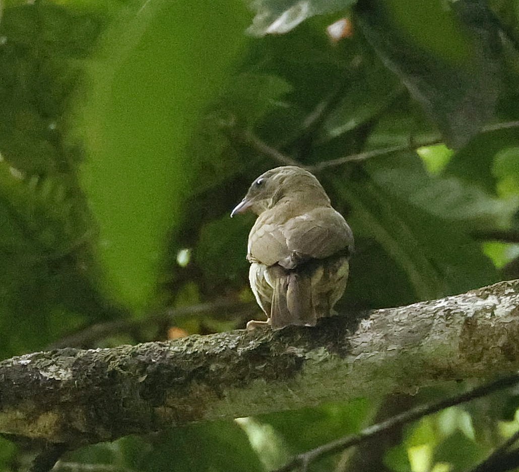 Malaysian Honeyguide - ML622644818