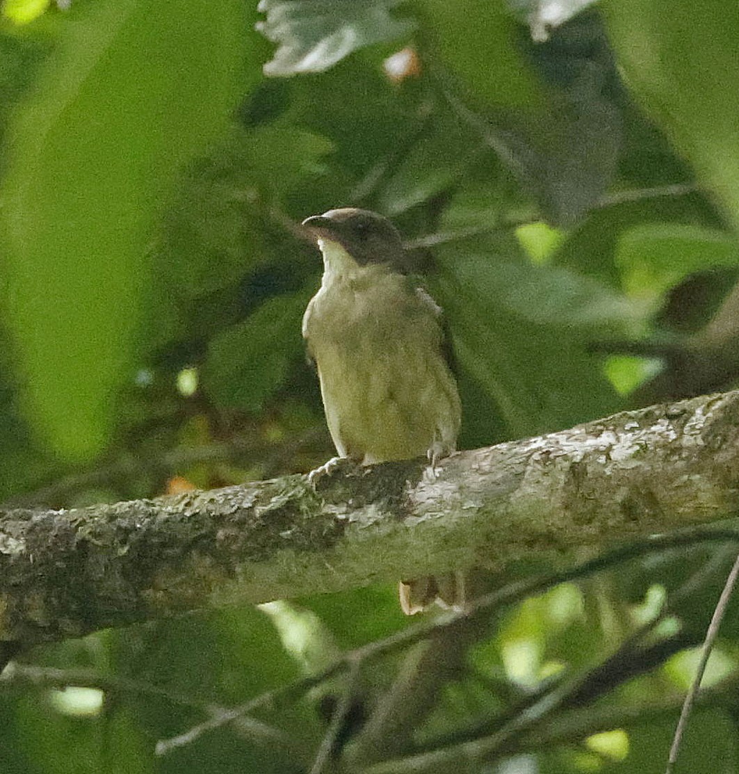 Malaysian Honeyguide - ML622644819