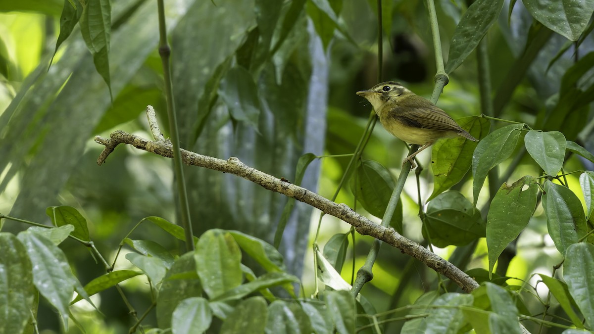 Stub-tailed Spadebill - ML622644880