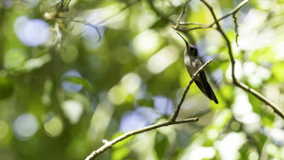 Wedge-tailed Sabrewing (Wedge-tailed) - Robert Tizard