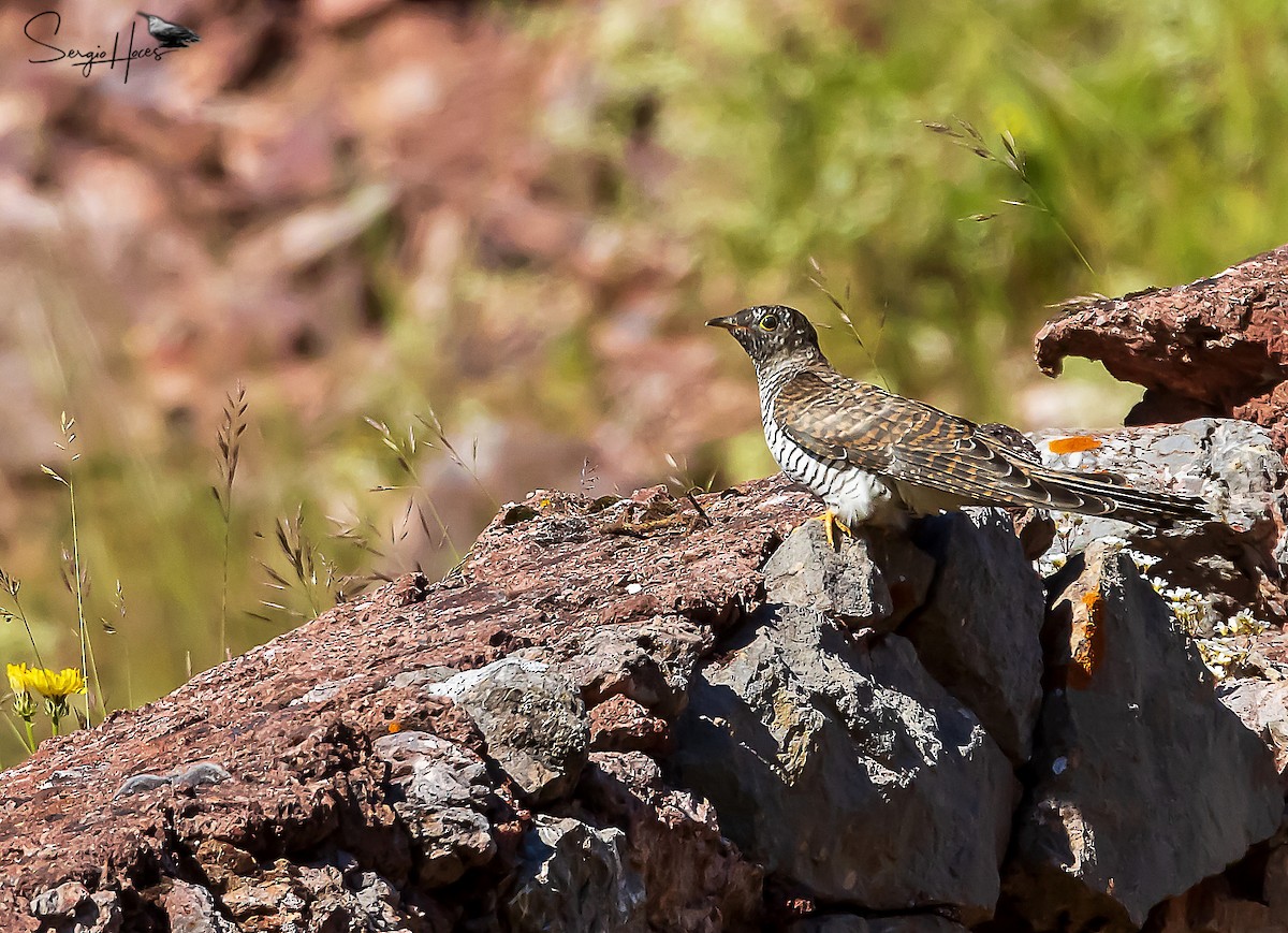 Common Cuckoo - Sergio Hoces lucena