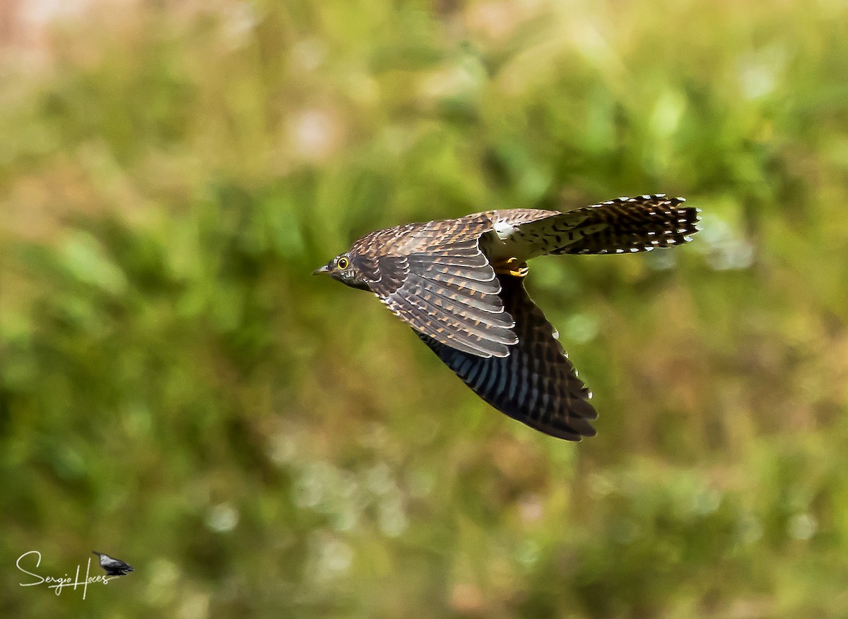 Common Cuckoo - ML622644949