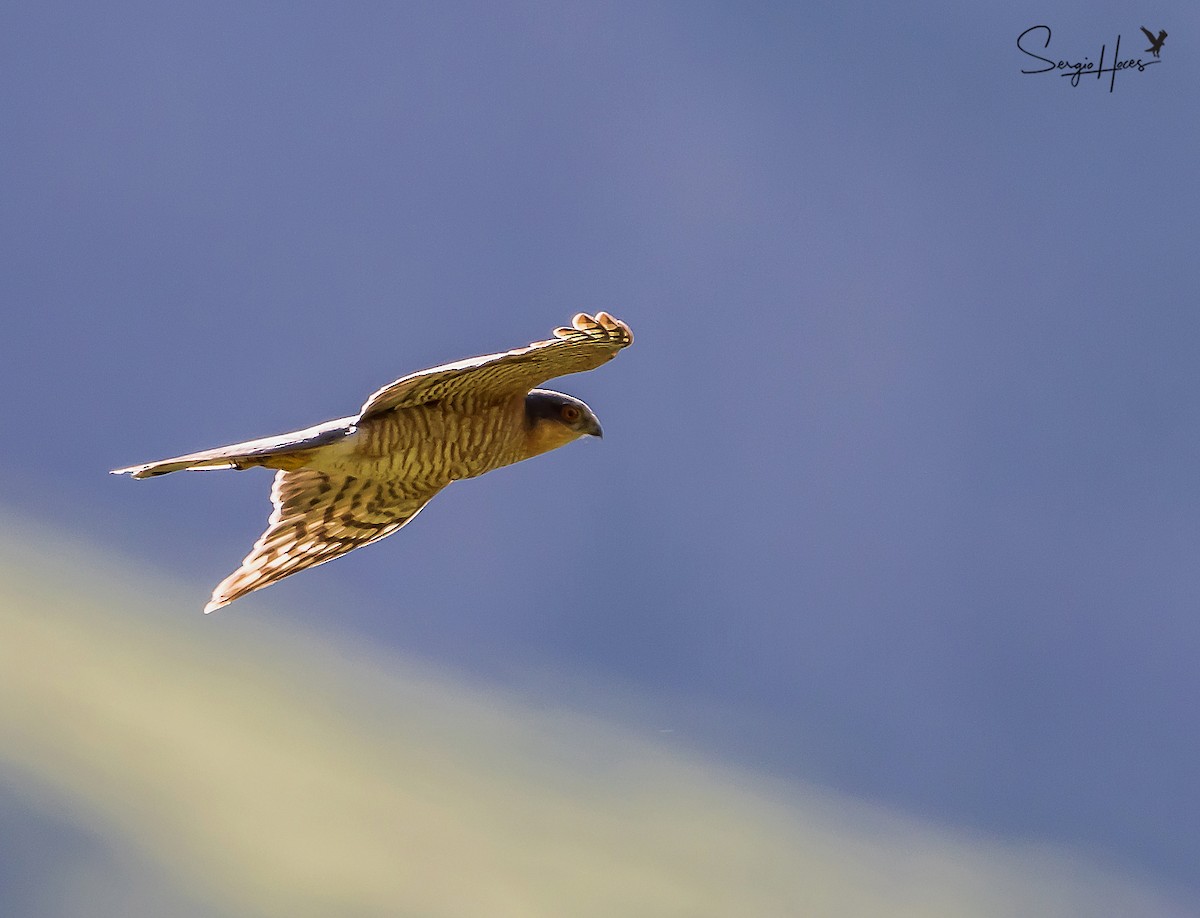 Eurasian Sparrowhawk - ML622644958