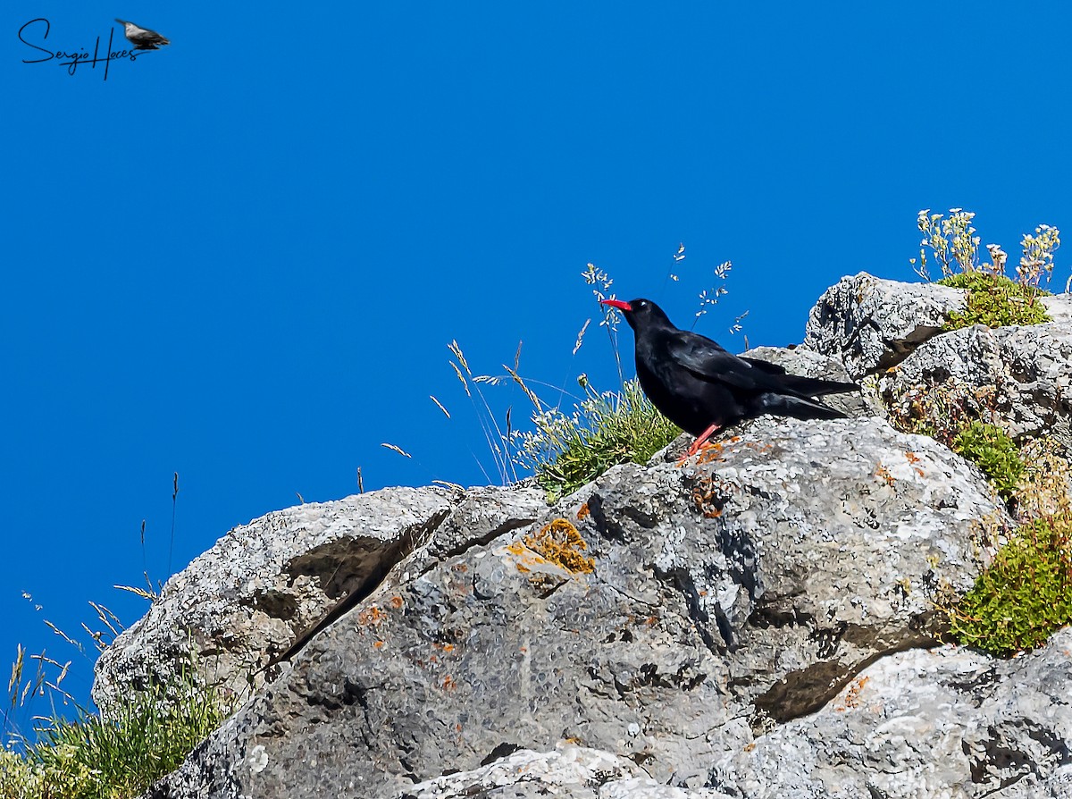 Red-billed Chough - ML622644968