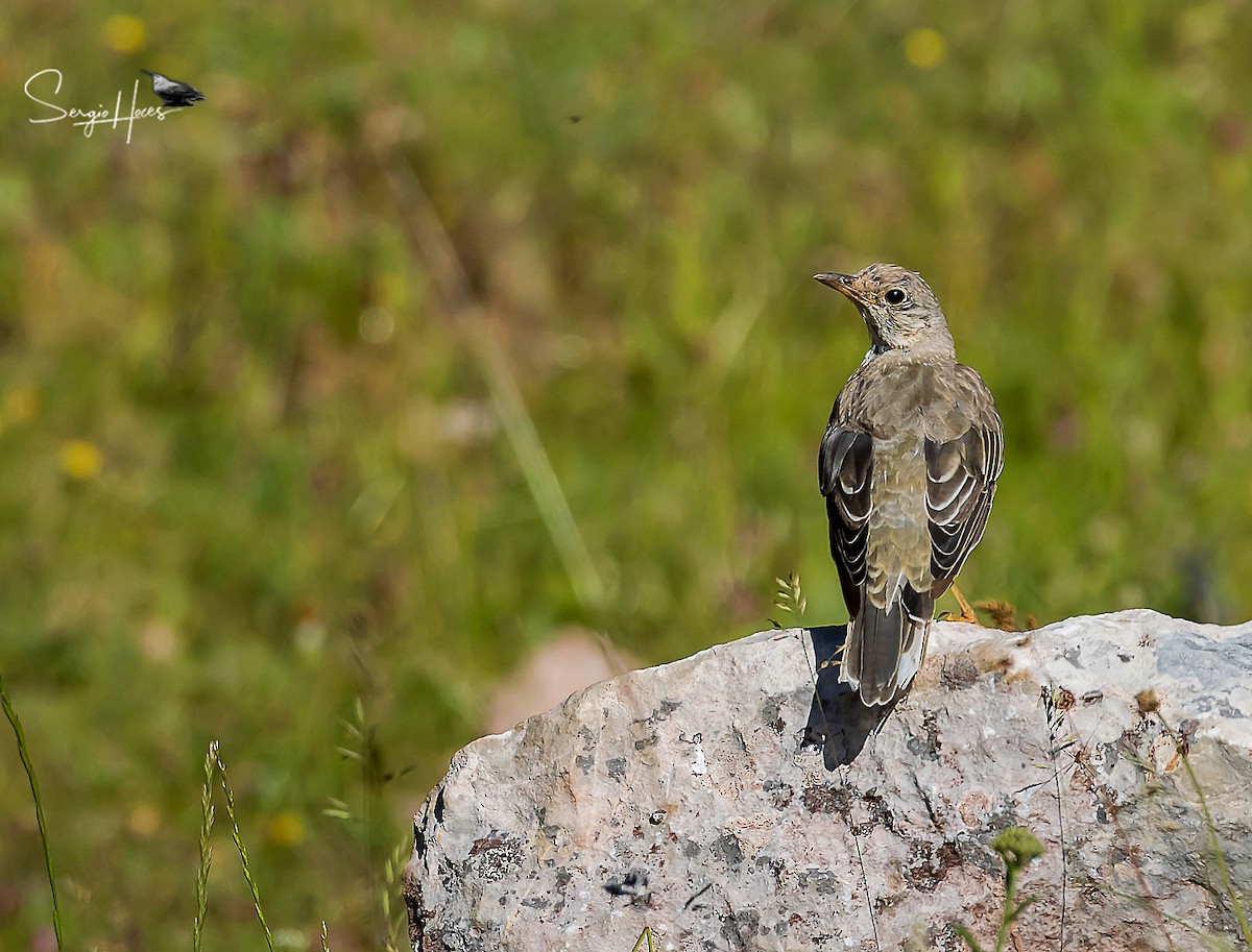 Mistle Thrush - ML622644980