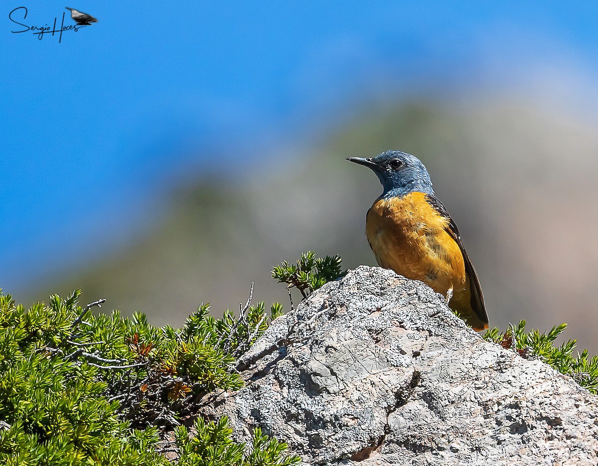 Rufous-tailed Rock-Thrush - ML622644987