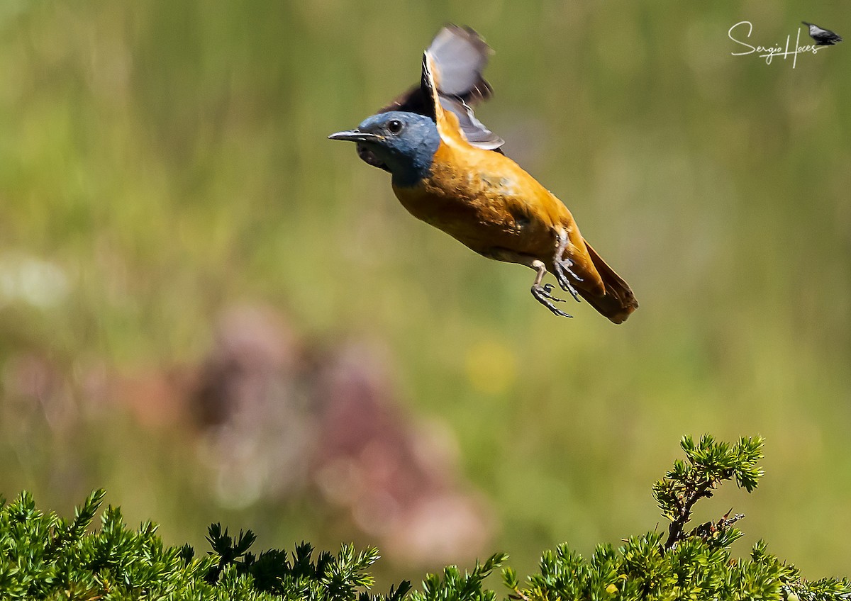 Rufous-tailed Rock-Thrush - ML622644991