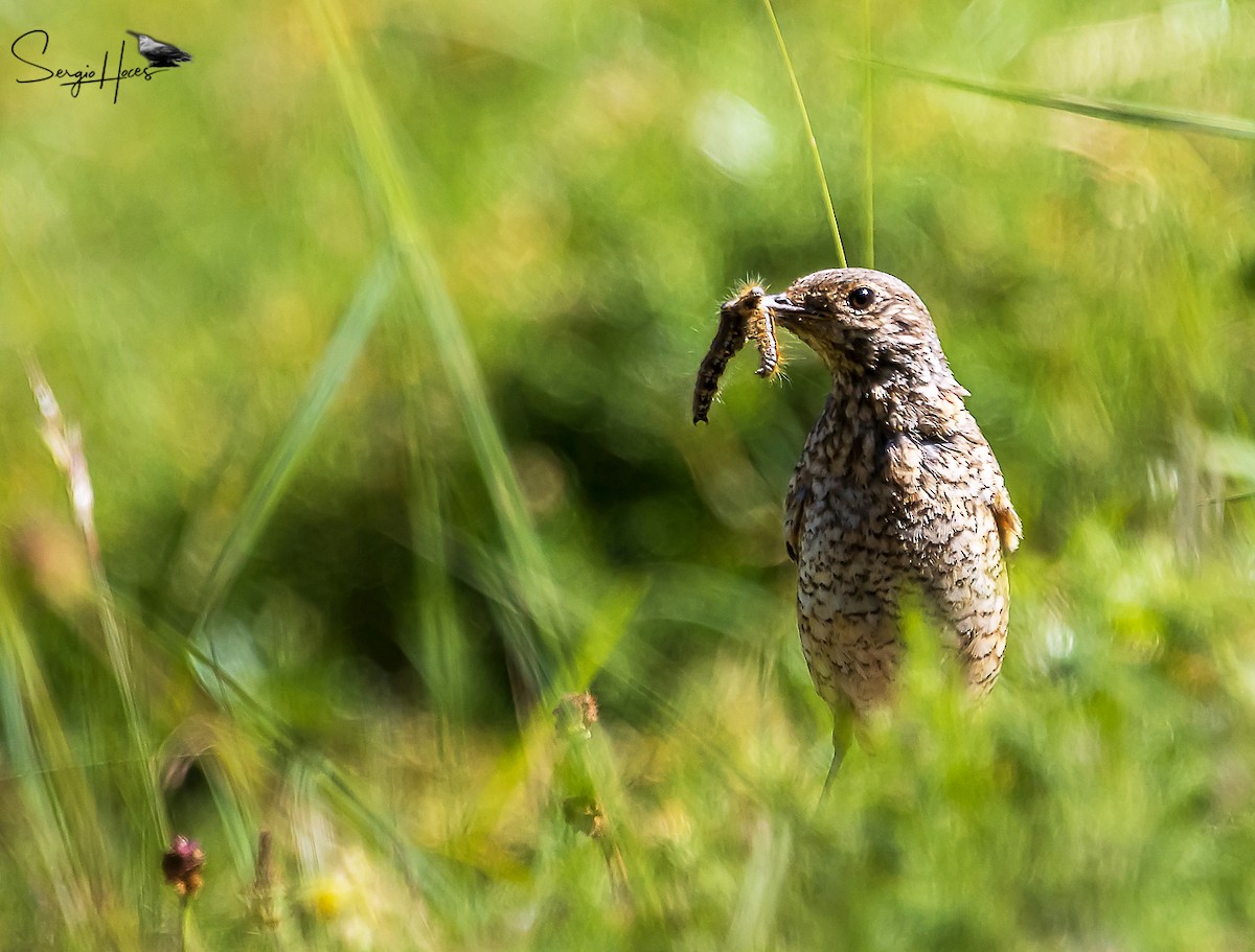 Rufous-tailed Rock-Thrush - ML622644996