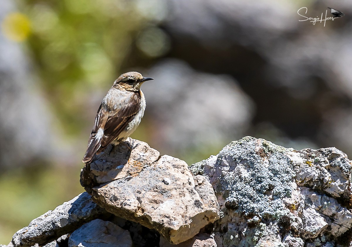 Northern Wheatear - ML622645006