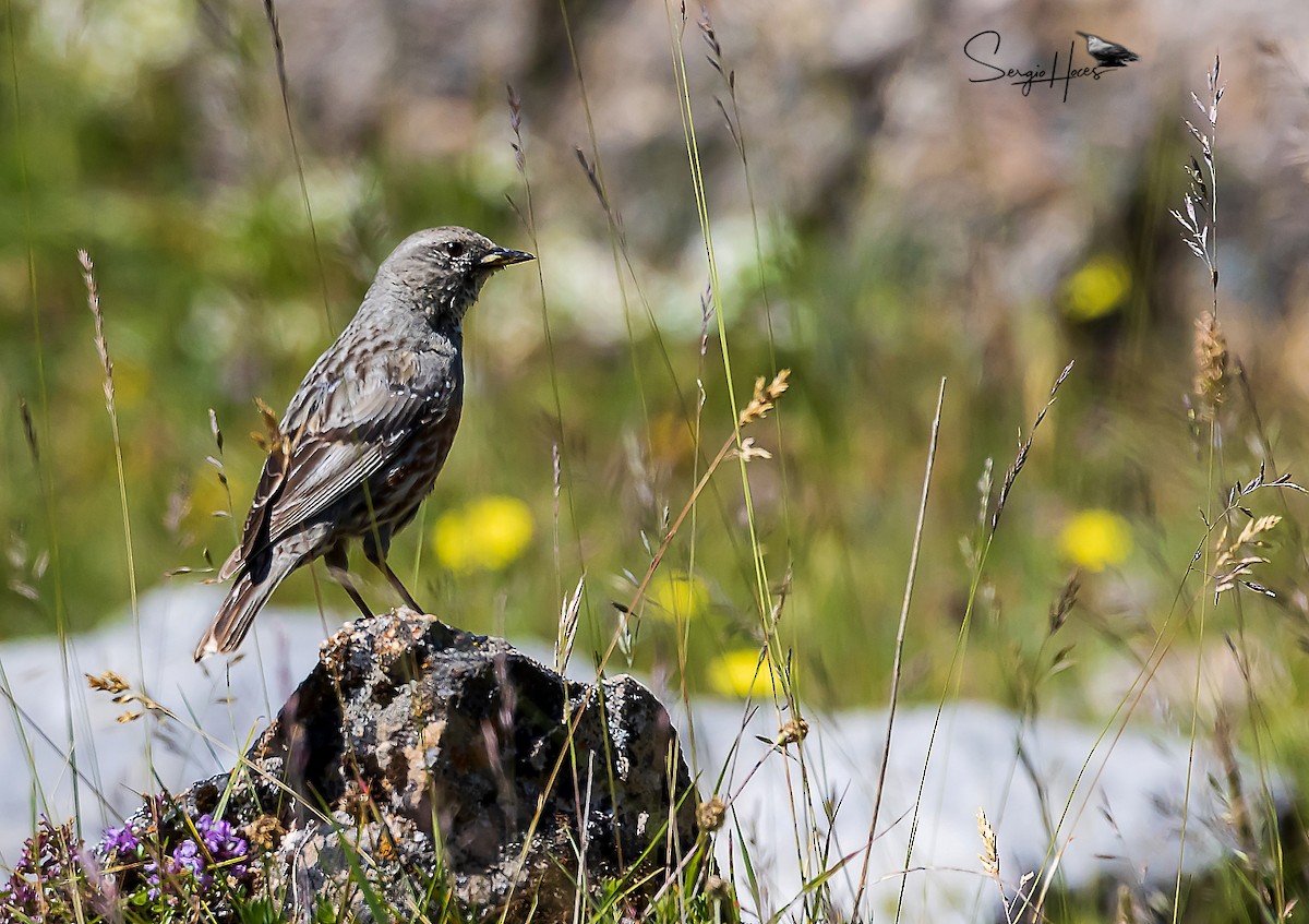 Alpine Accentor - ML622645010