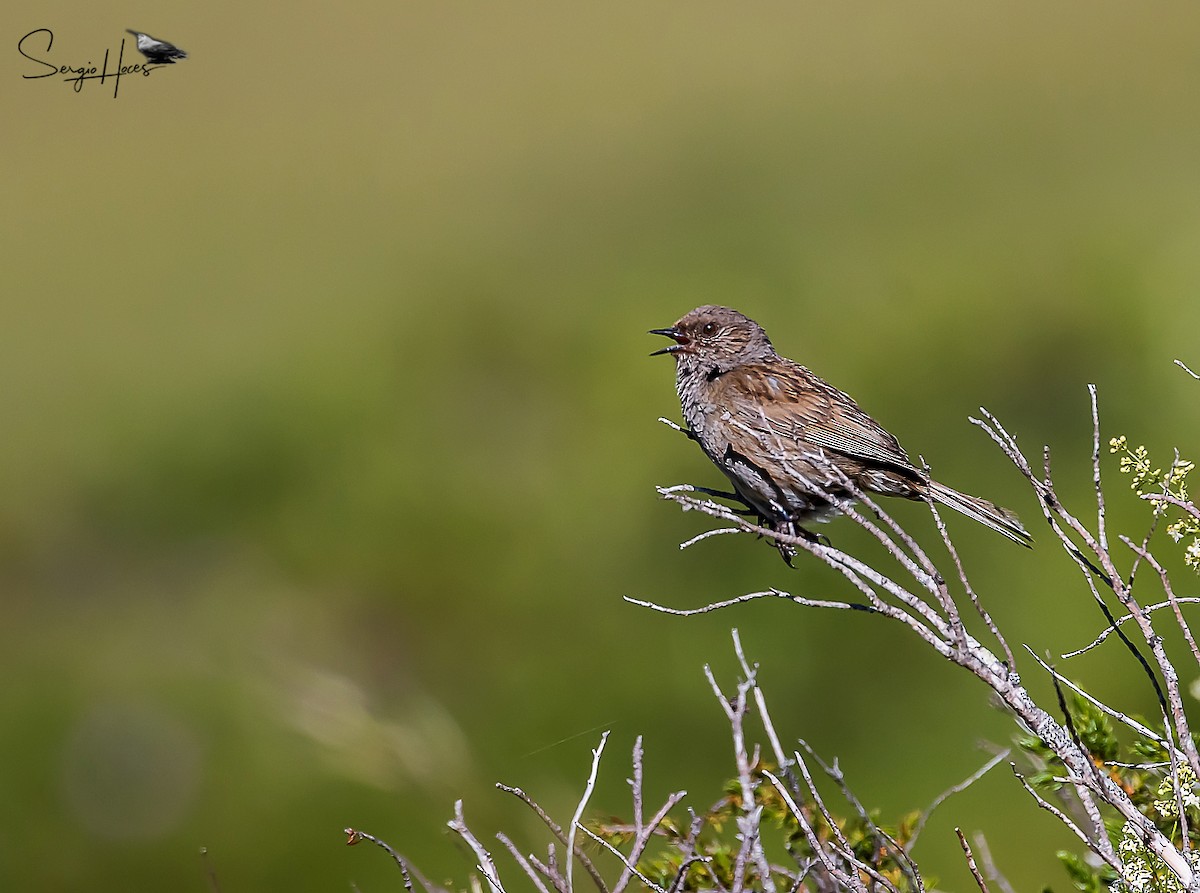 Dunnock - ML622645017