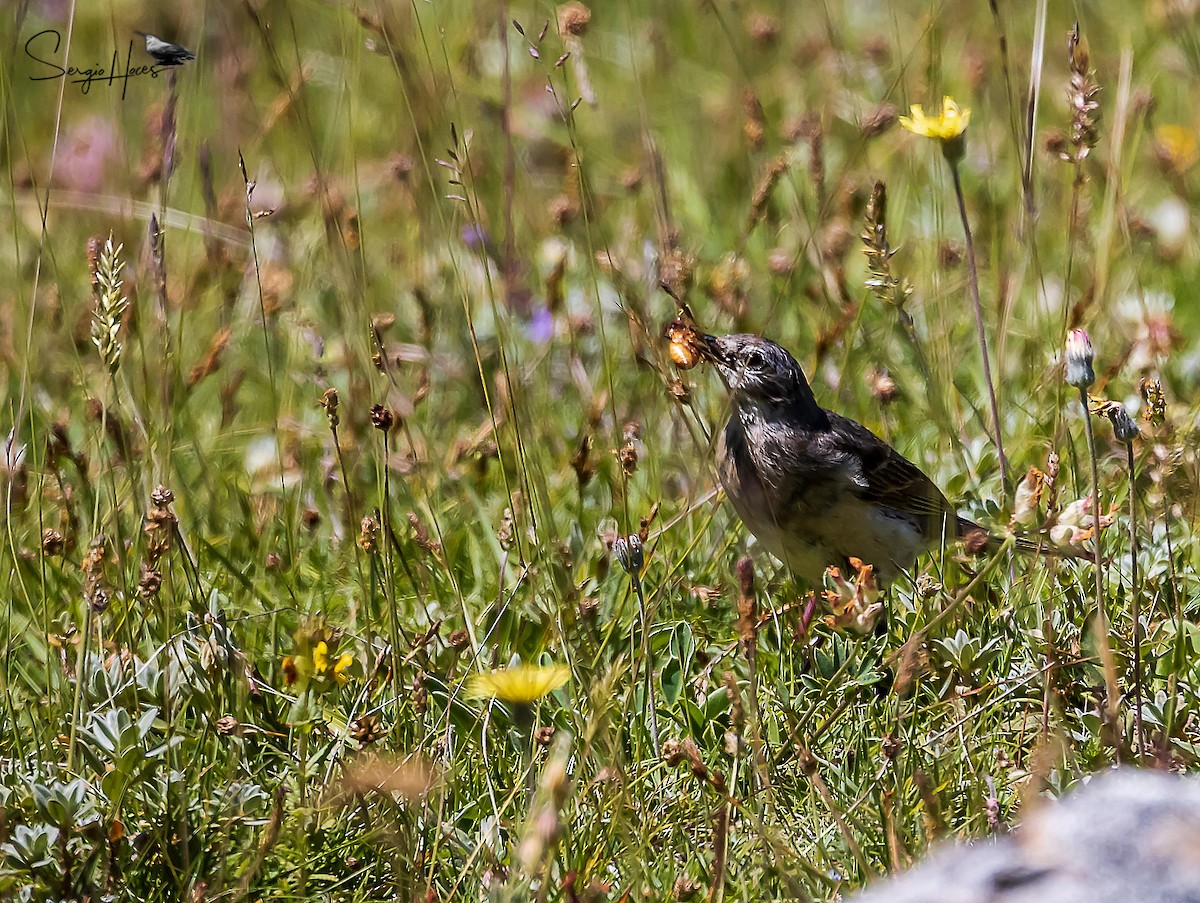 Water Pipit - ML622645019