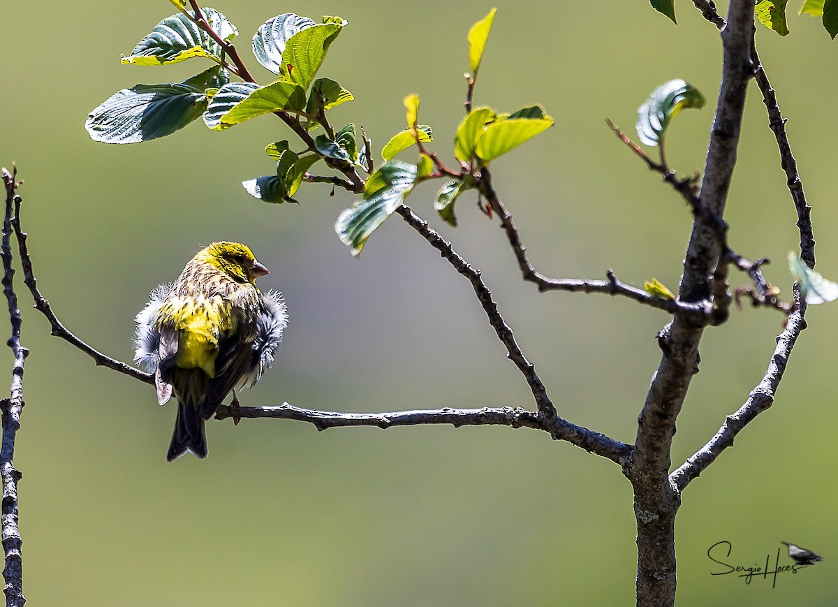 European Serin - ML622645023