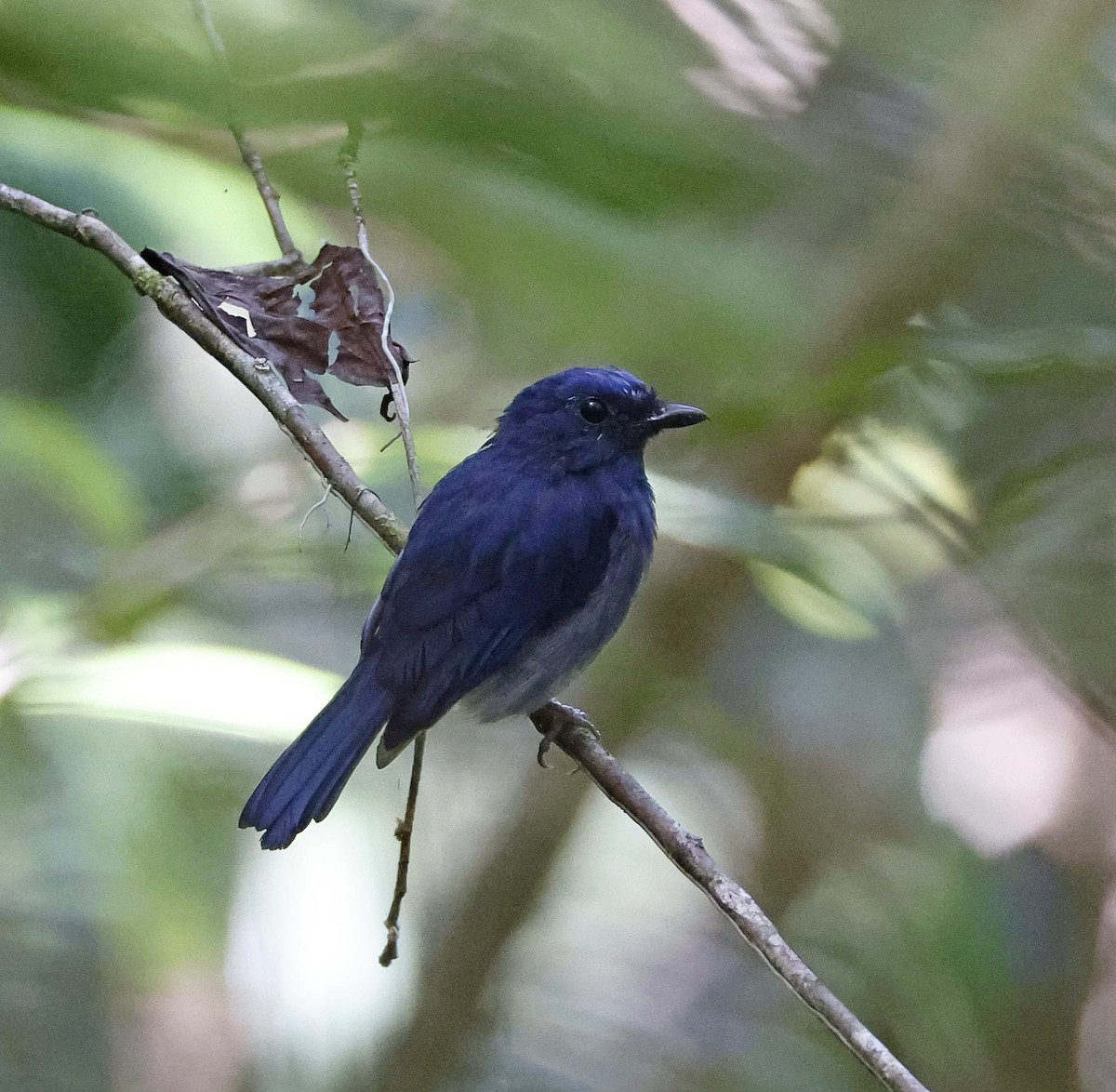 White-tailed Flycatcher - ML622645080