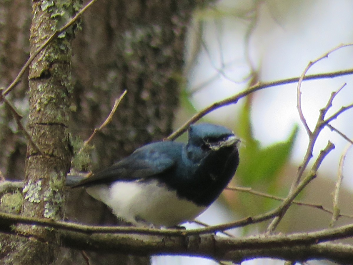 Satin Flycatcher - ML622645081