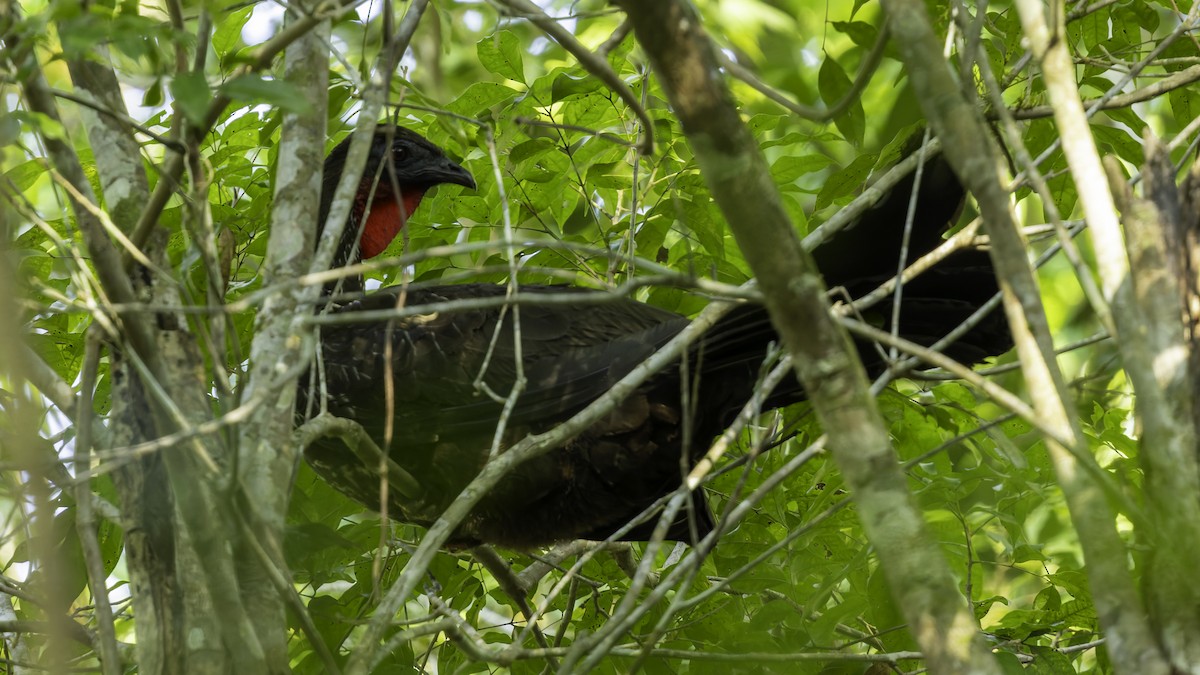 Crested Guan - ML622645154