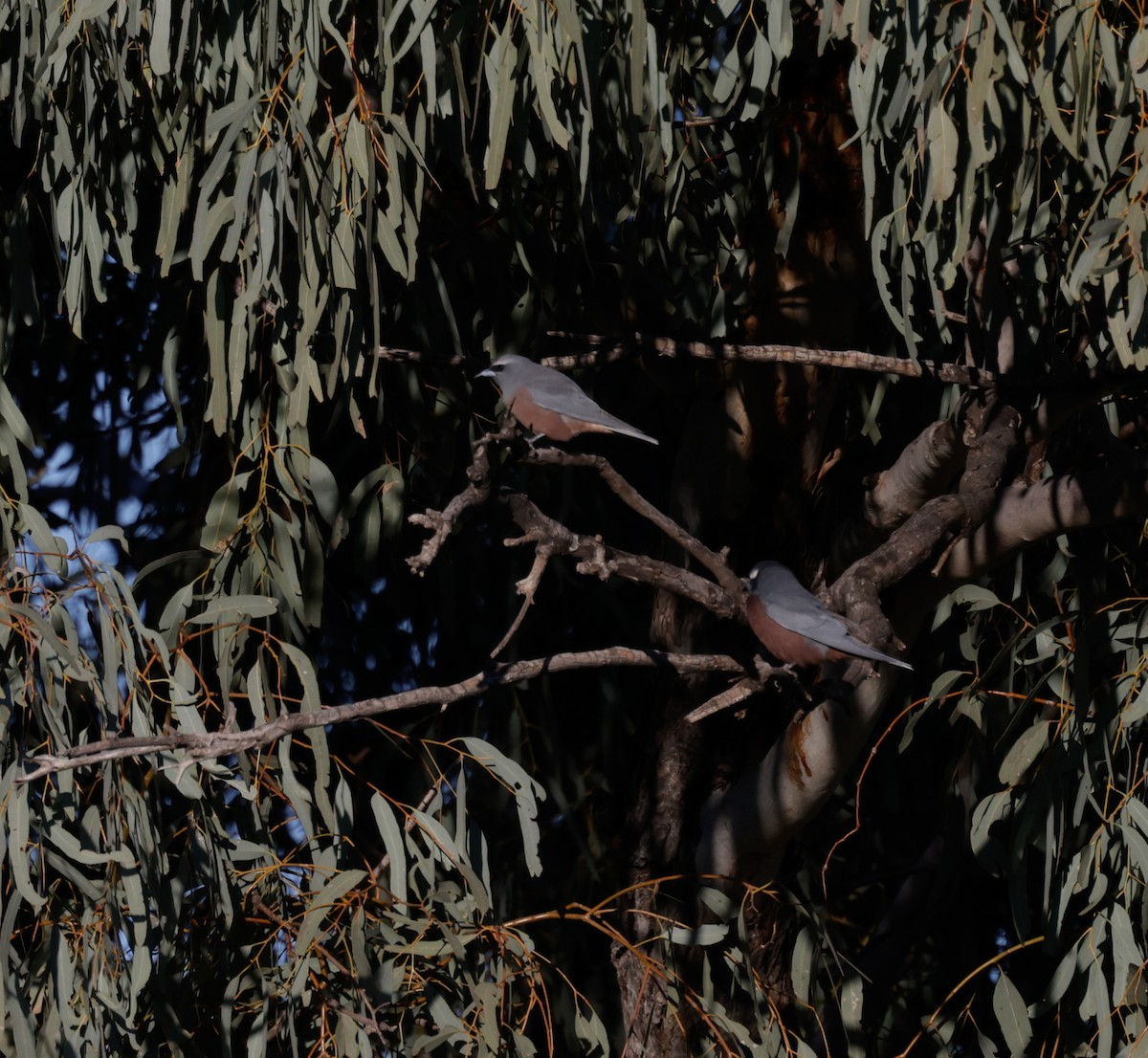 White-browed Woodswallow - ML622645159