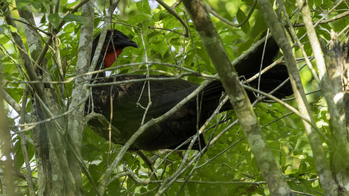 Crested Guan - ML622645160