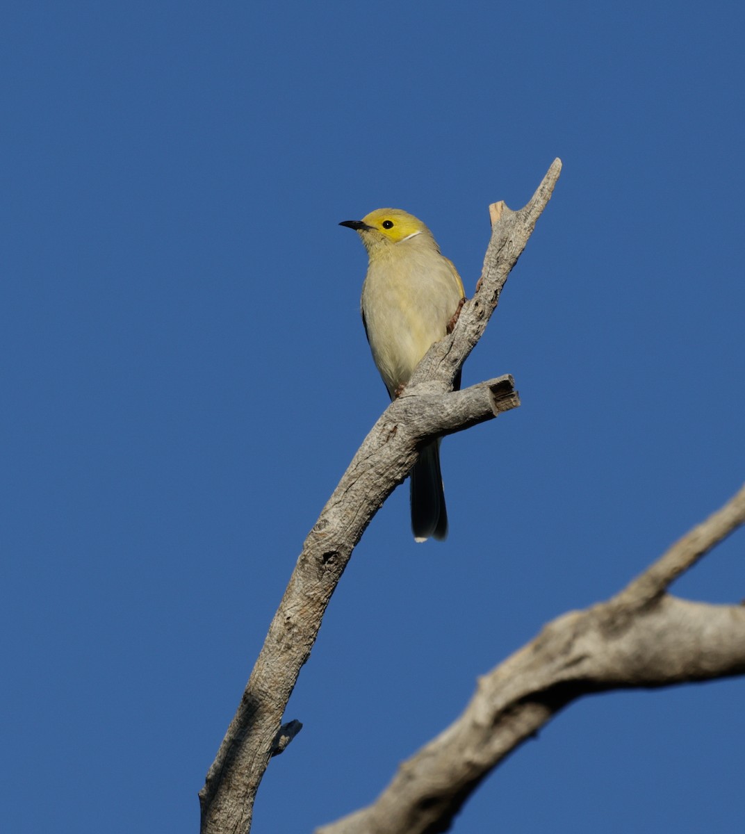 White-plumed Honeyeater - ML622645162