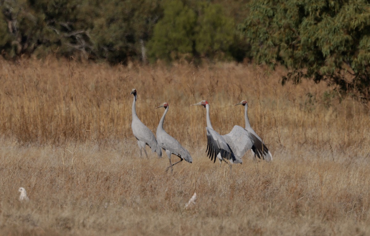 Brolga - ML622645165