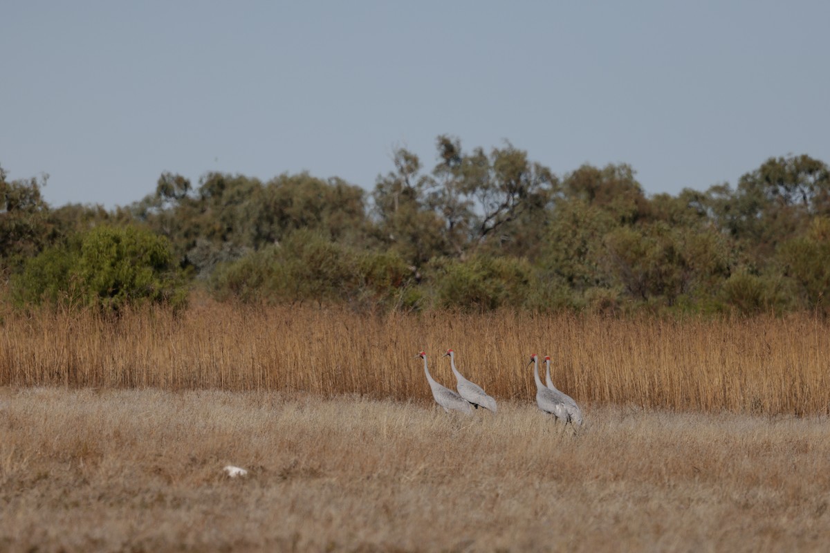 Brolga - ML622645172