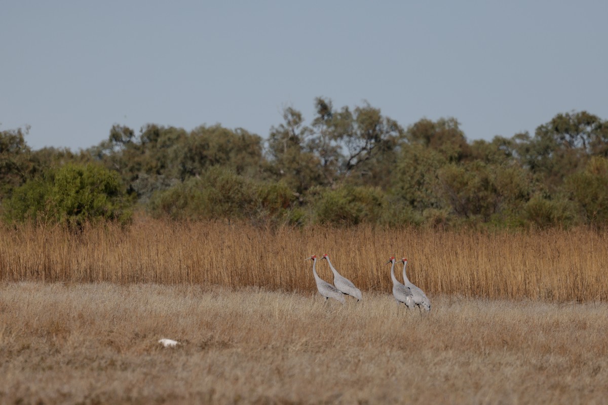 Brolga - ML622645173