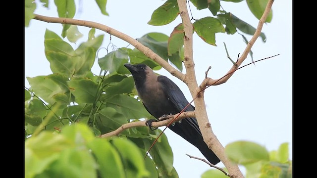 House Crow - ML622645285