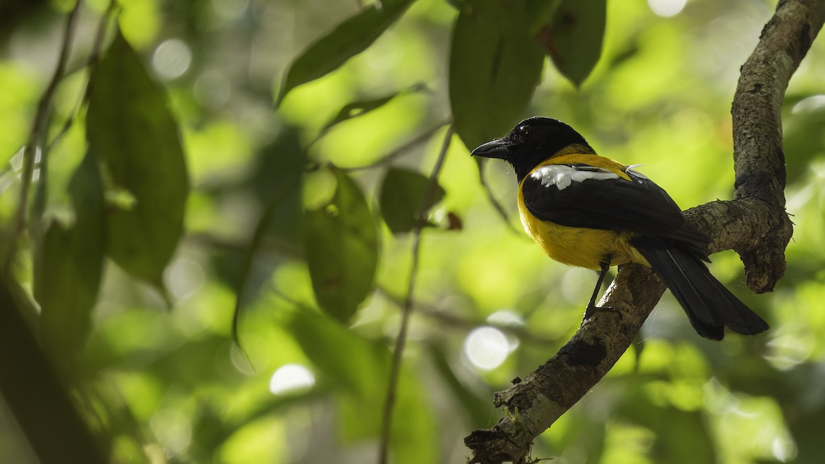 Black-throated Shrike-Tanager - ML622645401