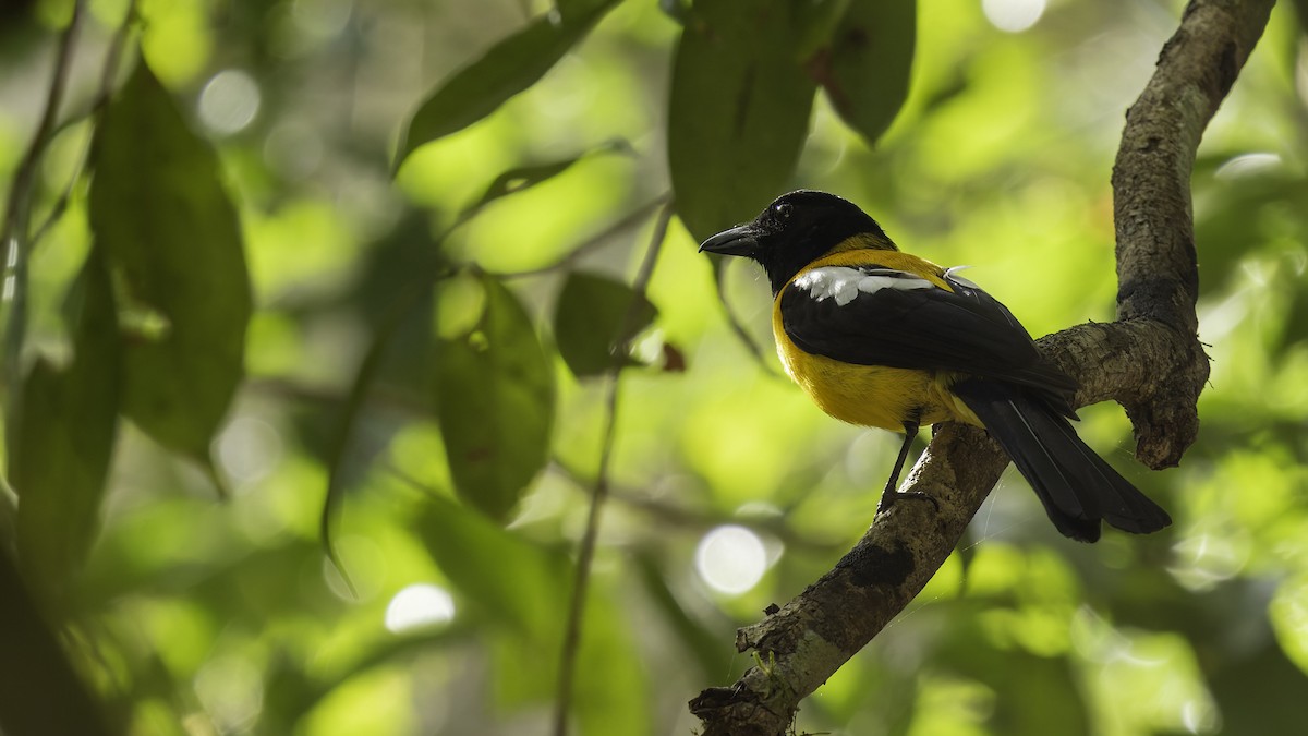 Black-throated Shrike-Tanager - ML622645403