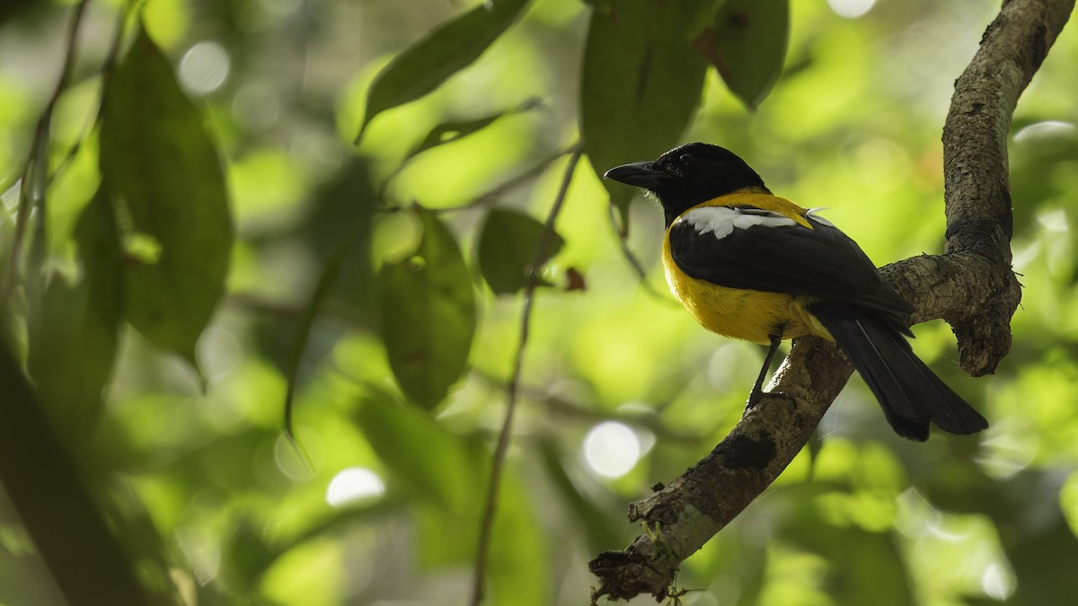 Black-throated Shrike-Tanager - ML622645404