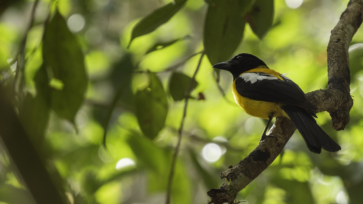 Black-throated Shrike-Tanager - ML622645407