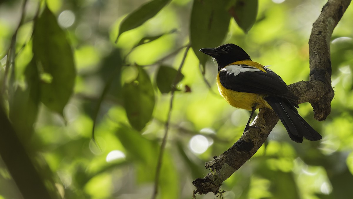 Black-throated Shrike-Tanager - ML622645409