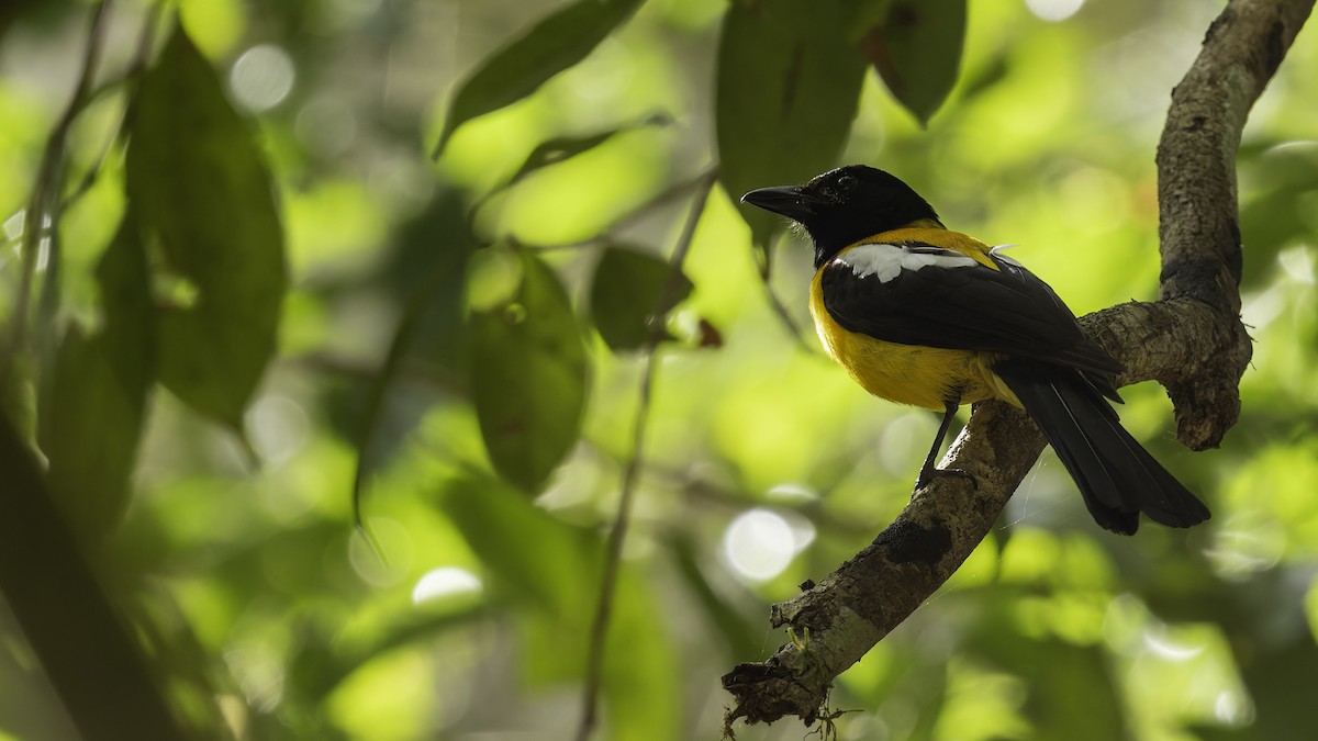 Black-throated Shrike-Tanager - ML622645411