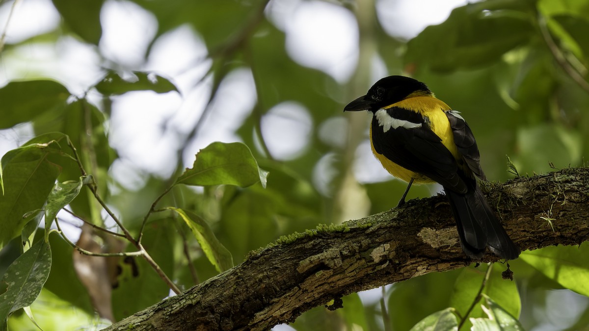 Black-throated Shrike-Tanager - ML622645414