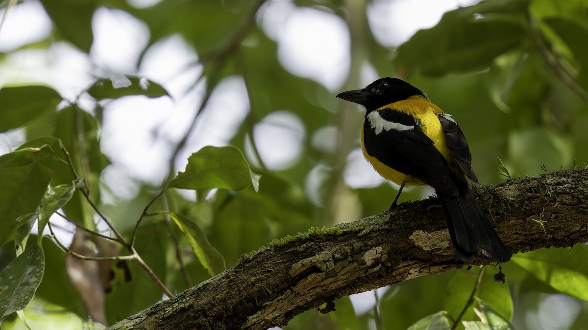 Black-throated Shrike-Tanager - ML622645415