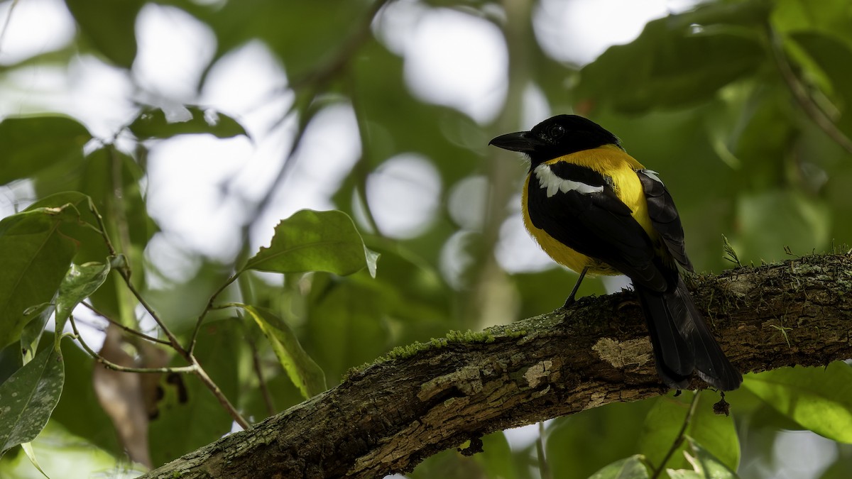 Black-throated Shrike-Tanager - ML622645416