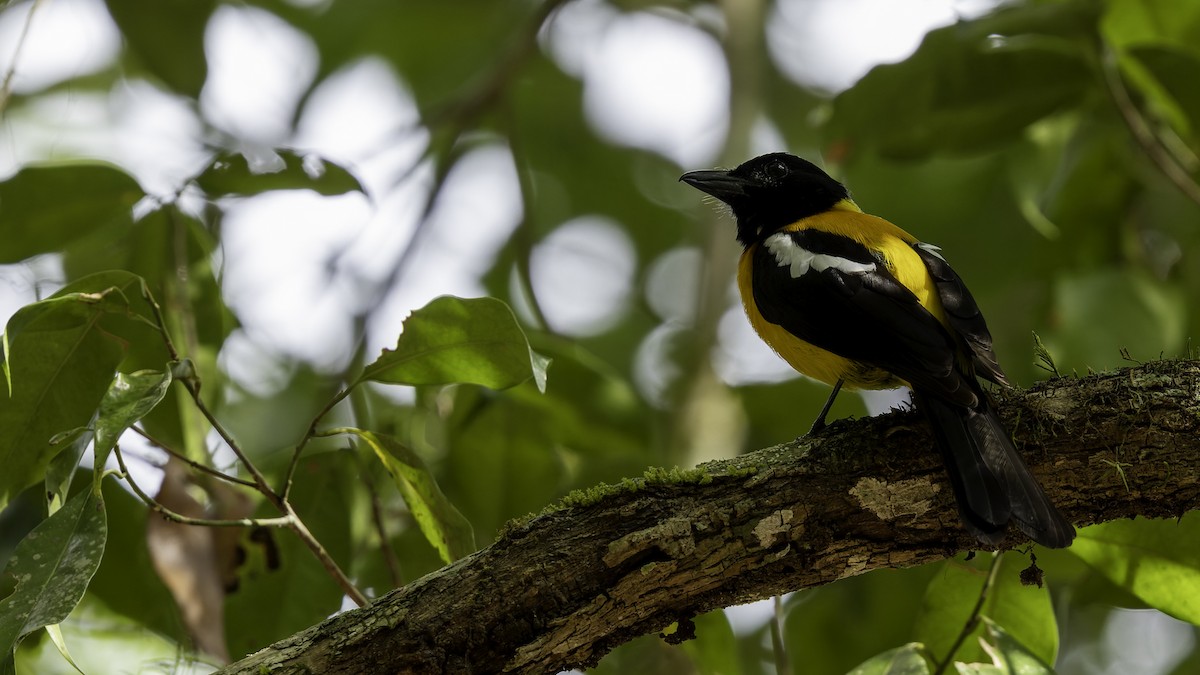 Black-throated Shrike-Tanager - ML622645417