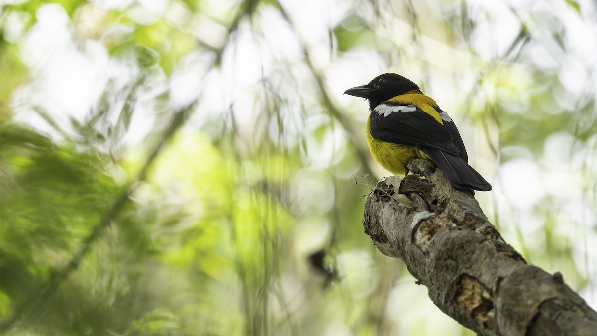 Black-throated Shrike-Tanager - ML622645420