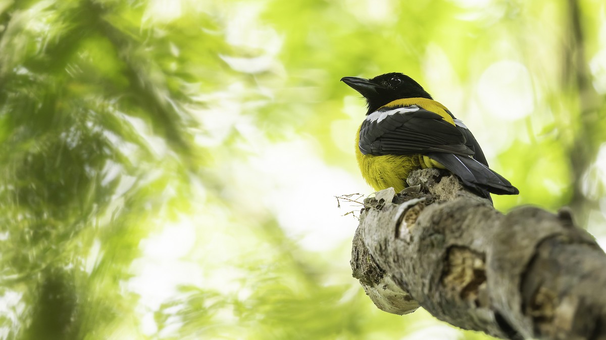 Black-throated Shrike-Tanager - ML622645422