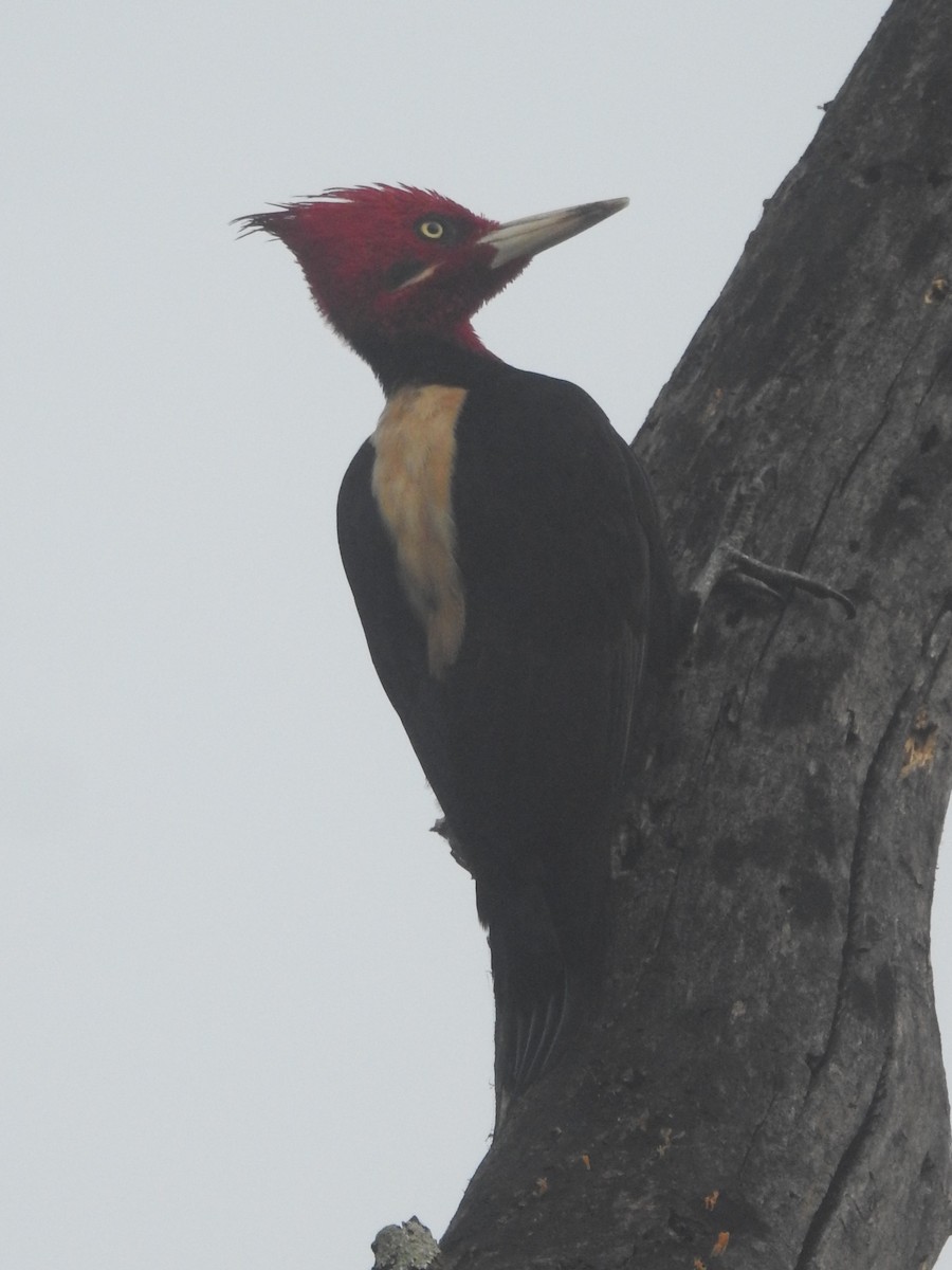 Cream-backed Woodpecker - ML622645491