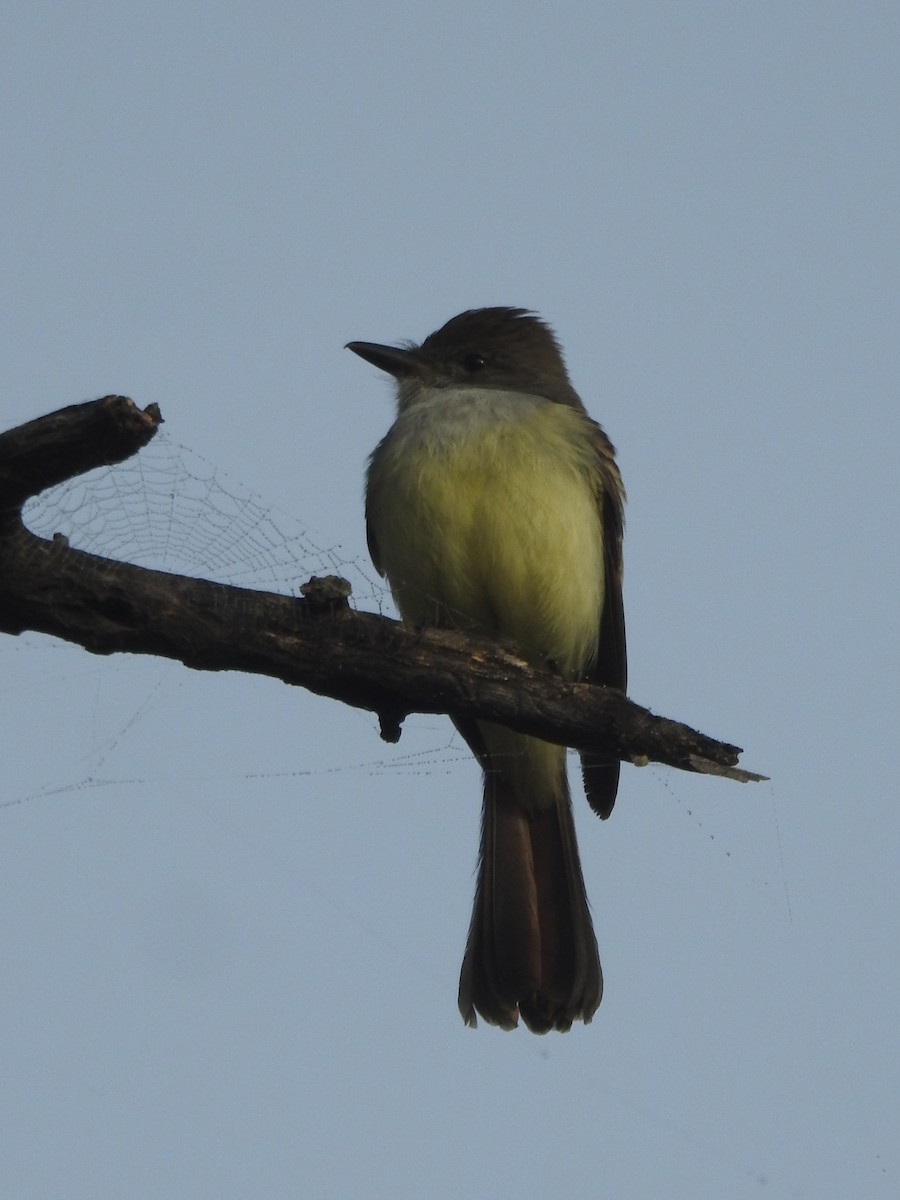 Brown-crested Flycatcher - ML622645561