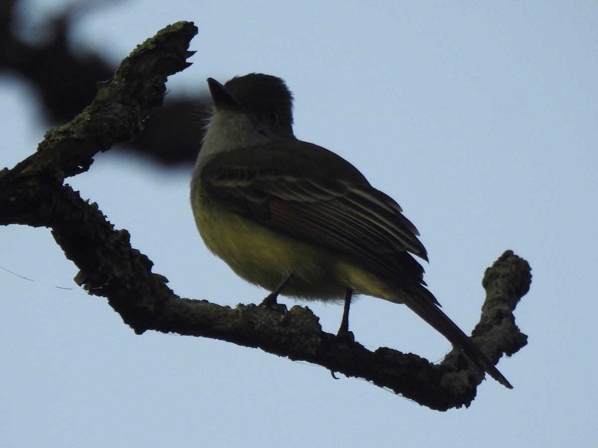 Brown-crested Flycatcher - ML622645571