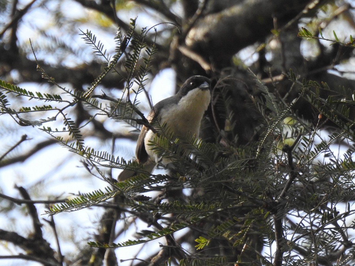 Black-capped Warbling Finch - ML622645586