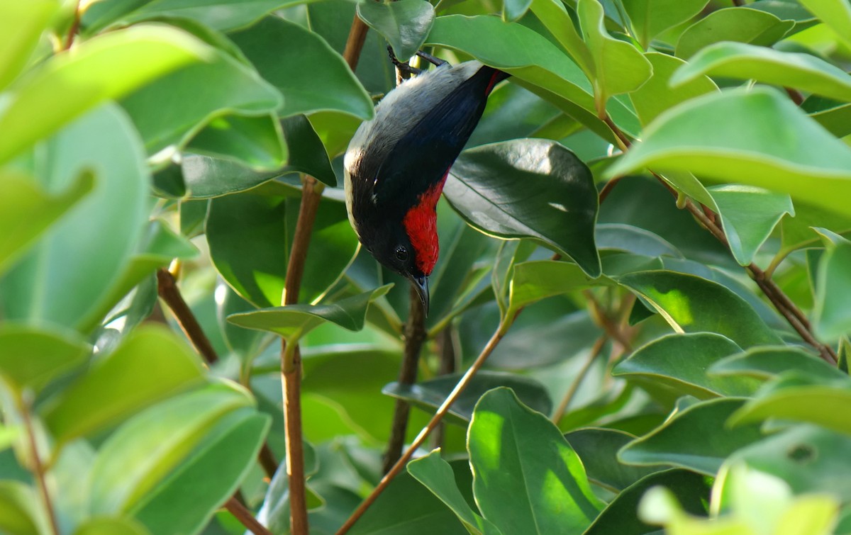 Scarlet-backed Flowerpecker - ML622645680