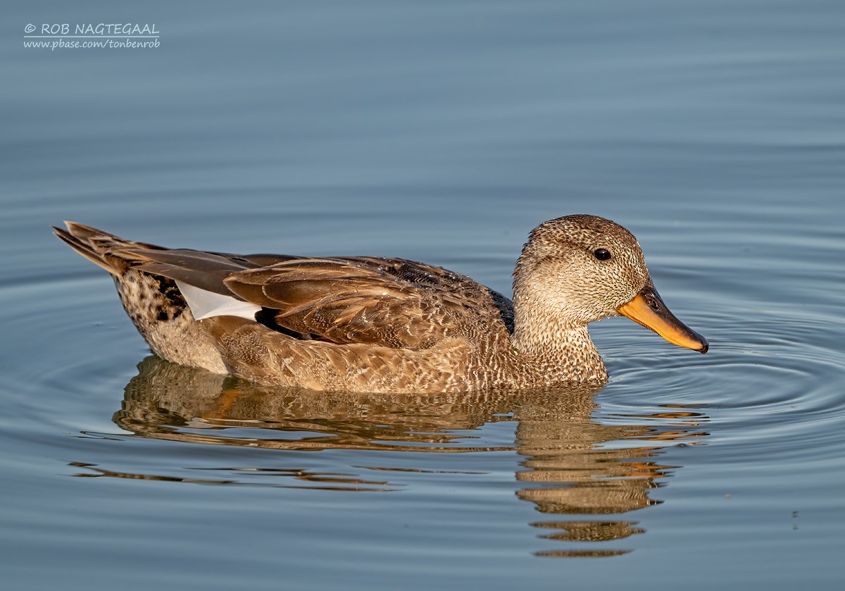 Gadwall - Rob Nagtegaal