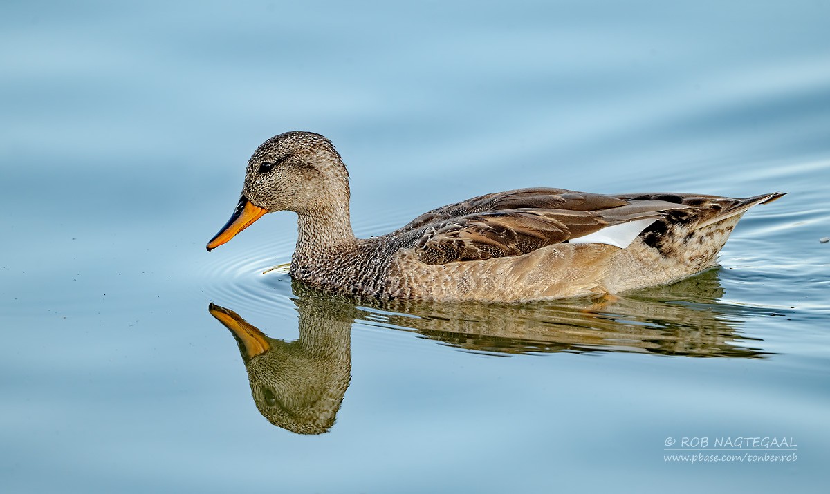 Gadwall - Rob Nagtegaal