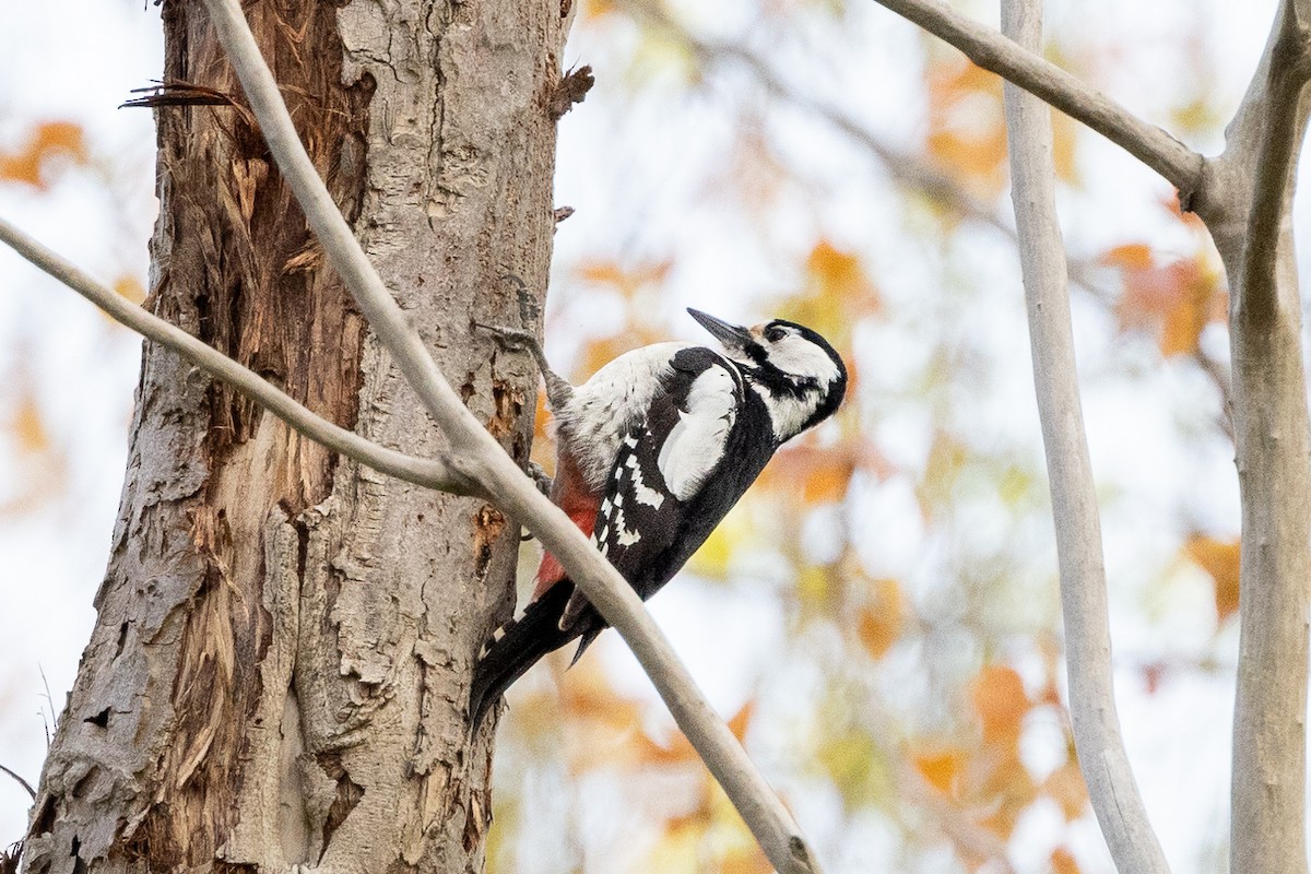 Great Spotted x Syrian Woodpecker (hybrid) - Marcin Dyduch