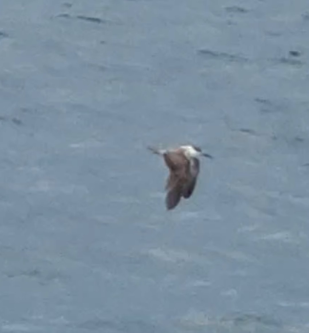 Bridled Tern - ML622645833