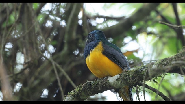 Trogon de Pelzeln - ML622645905