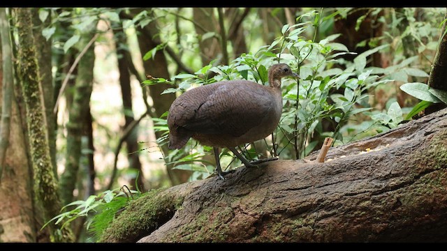 Solitary Tinamou - ML622645938